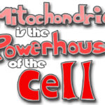 Text stating Mitochondria is the Powerhouse of the Cell a cause of fatigue in lupus