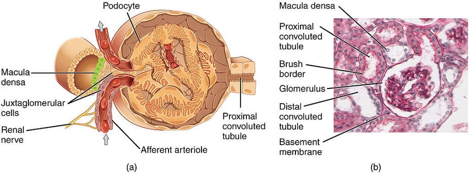 Normal nephron (glomerulus). Cartoon drawing and a microscopic view