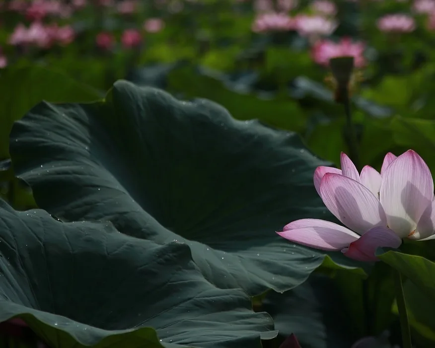 Complementary Alternative Medicine for lupus