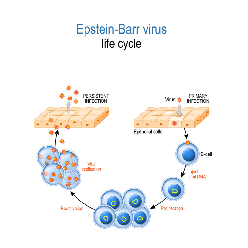 Epstein-Barr virus life cycle