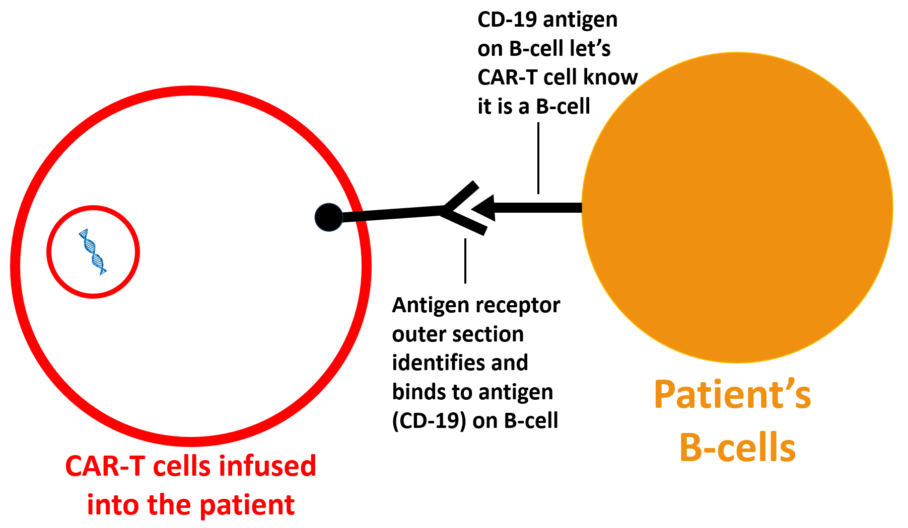 Image of CAR-T cell binding to lupus patient's CD-19 containing B-cells