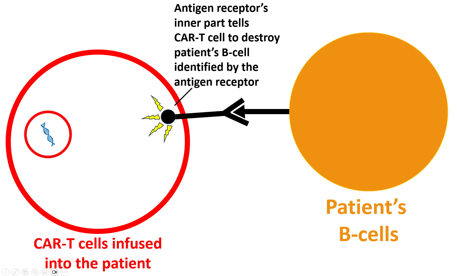 Image of antigen receptor activating the CAR-T cell to destroy lupus patient's B-cells