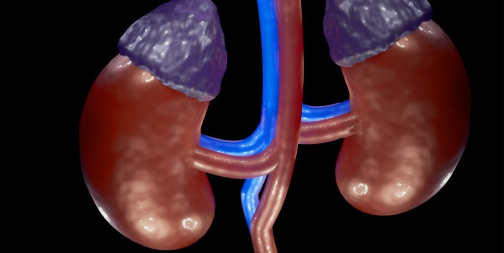 3D image of kidneys and adrenal glands