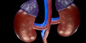 3D image of kidneys and adrenal glands